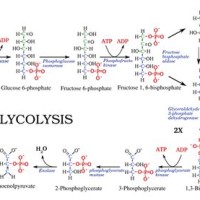 Explain Glycolysis With Schematic Representation
