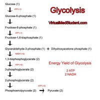 What Are The Schematic Representation Of Glycolysis
